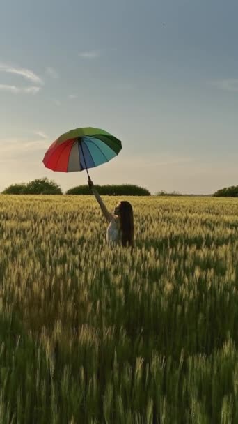 Roztomilá Dívka Pestrobarevným Deštníkem Kráčející Pšeničném Poli Při Západu Slunce — Stock video