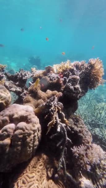 珊瑚礁和小丑鱼在热带海的水下 浮潜在菲律宾岛上 动作缓慢 垂直视频4K — 图库视频影像