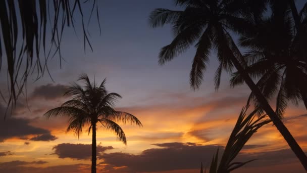 Silhouetted Παλάμες Και Ηλιοβασίλεμα Του Ουρανού Τροπική Παραλία — Αρχείο Βίντεο