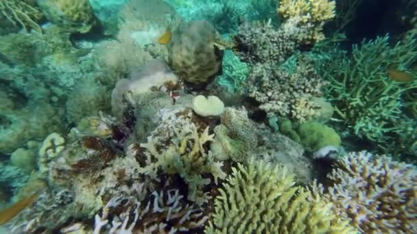 热带海水中的珊瑚礁和小丑鱼 在菲律宾岛上的浮潜 慢动作4K — 图库视频影像
