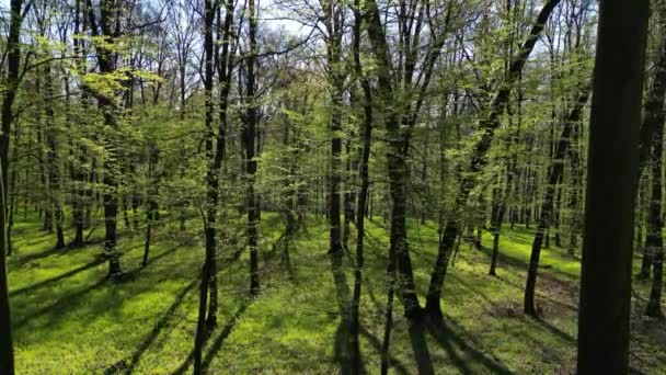 Subir Floresta Primavera Árvores Com Sombras Sol Madeira Verde — Vídeo de Stock