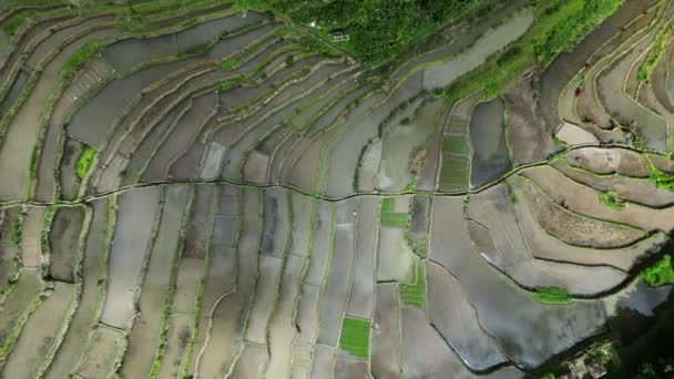 Bovenaanzicht Vanuit Lucht Van Het Pittoreske Batad Rice Terraces Provincie — Stockvideo