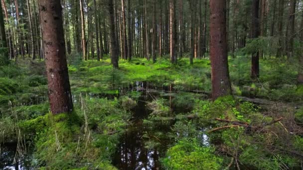 Spårning Skott Mosse Och Tallskog Vacker Natur Landskap — Stockvideo