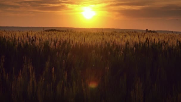 Pole Pšenice Při Západu Slunce — Stock video