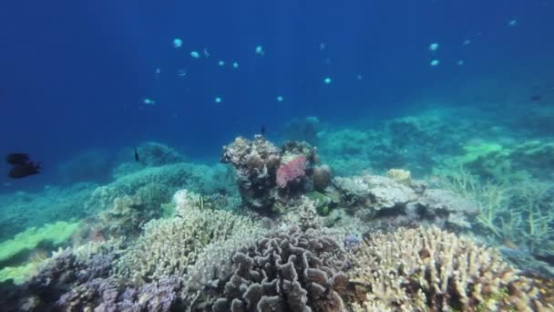 多彩的珊瑚礁和热带海洋中的鱼在水下 在菲律宾岛上浮潜 慢动作4K — 图库视频影像