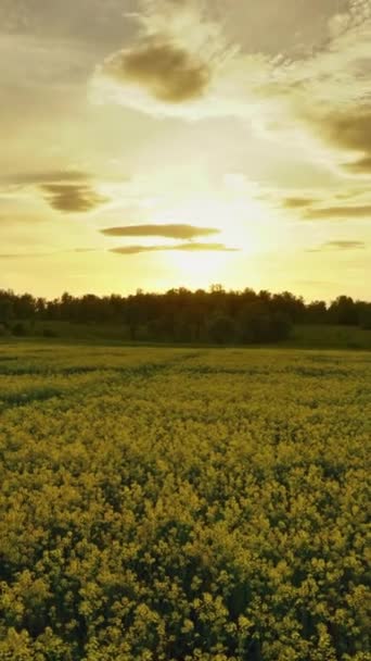 Landskap Med Vackra Blommande Rapsfrö Fält Vid Solnedgången Zooma Timelpase — Stockvideo
