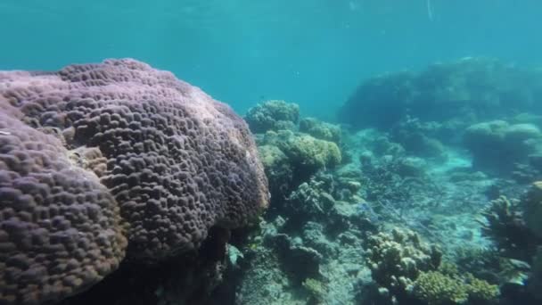 Bunte Korallenriffe Und Fische Tropischen Meer Unter Wasser Schnorcheln Auf — Stockvideo