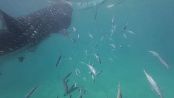 Rekin Wielorybi Jedzący Morzu Ogromne Oceaniczne Zwierzę Podwodny Zwolniony Ruch — Wideo stockowe