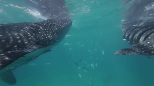 Tiburón Ballena Comiendo Mar Enorme Animal Oceánico Bajo Agua Cámara — Vídeo de stock
