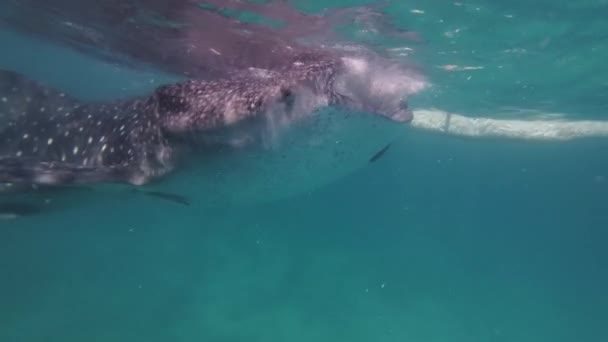 Φάλαινα Καρχαρία Τρώει Στη Θάλασσα Τεράστιο Ωκεάνιο Ζώο Υποβρύχια Αργή — Αρχείο Βίντεο