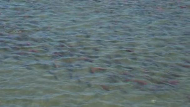 Salpicaduras Salmón Sockeye Desove Oncorhynchus Nerka Río Kamchatka — Vídeos de Stock