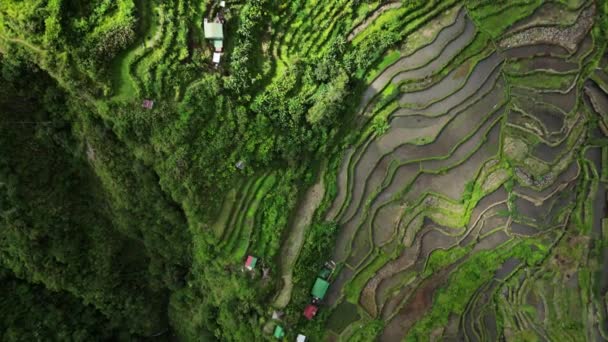 Luftaufnahme Der Malerischen Batad Reisterrassen Der Provinz Ifugao Insel Luzon — Stockvideo