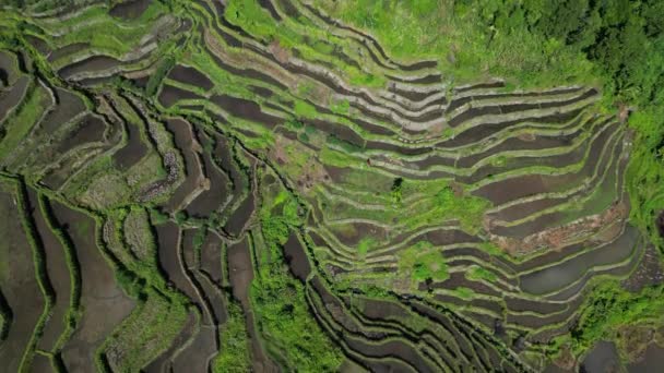 Aerial Tilt View Picturesque Batad Rice Terraces Ifugao Province Luzon — Stock Video