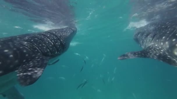 Bálna Cápa Eszik Tengeren Hatalmas Óceáni Állat Víz Alatt — Stock videók