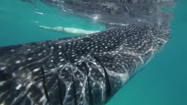 Китовая Акула Ест Море Огромное Океаническое Животное Водой Замедленная Съемка — стоковое видео