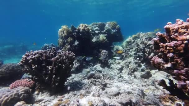 Barriera Corallina Molti Pesci Mare Tropicale Sott Acqua Snorkeling Sull — Video Stock