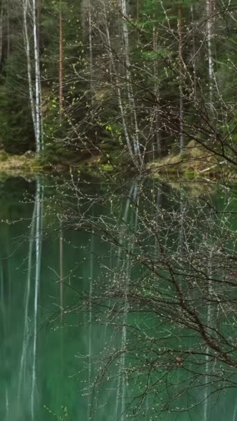 Όμορφο Τοπίο Δέντρων Και Λιμνών Αντανάκλαση Την Άνοιξη Κάθετη Βίντεο — Αρχείο Βίντεο