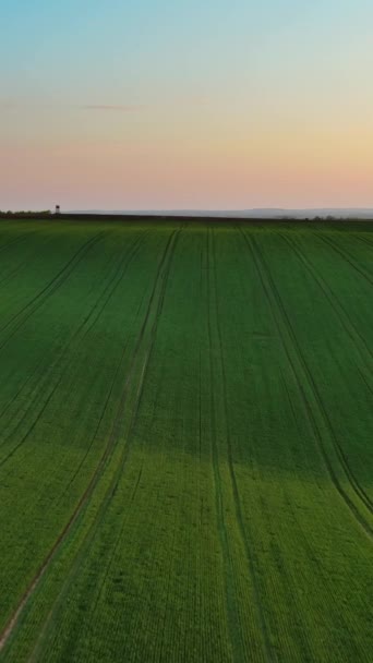 日没時に農地を有する驚くべき大規模な丘の空中観察 南モラビア地域 チェコ共和国 ヨーロッパ バーティカルビデオ — ストック動画