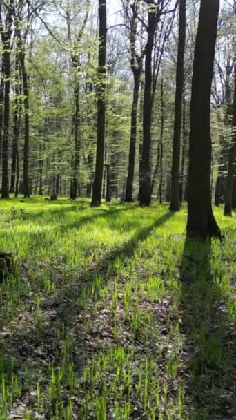 Verhuizen Het Voorjaarsbos Bomen Met Schaduwen Zon Groen Hout Verticale — Stockvideo