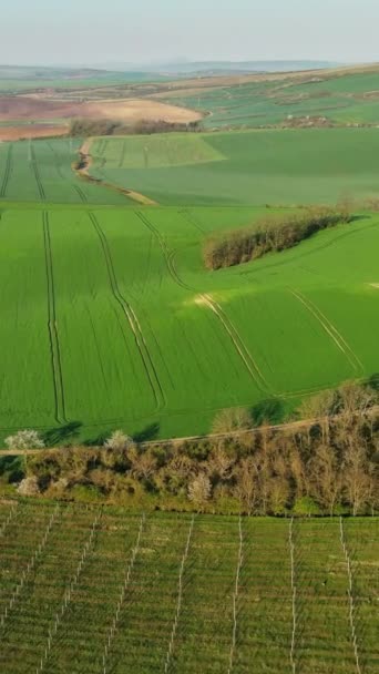 在空中俯瞰着令人惊叹的绿色波浪形山丘 春天还有农田 南摩拉维亚地区 捷克共和国 垂直录像 — 图库视频影像