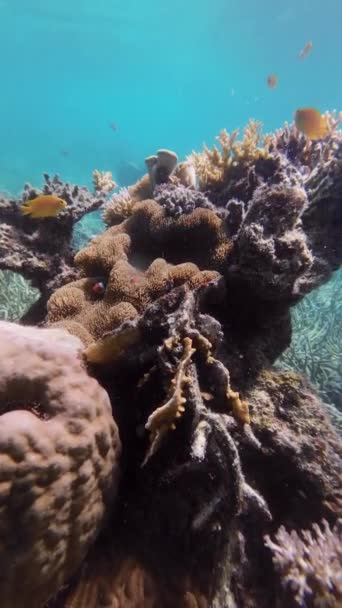 珊瑚礁和小丑鱼在热带海的水下 浮潜在菲律宾岛上 动作缓慢 垂直视频4K — 图库视频影像