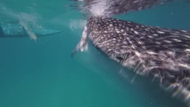 Whale Shark Eating Sea Huge Oceanic Animal Underwater Slow Motion — Stock Video