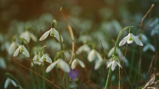 春の森の中で最初の美しい雪滴 ガランサス ニヴァリス開花4K — ストック動画