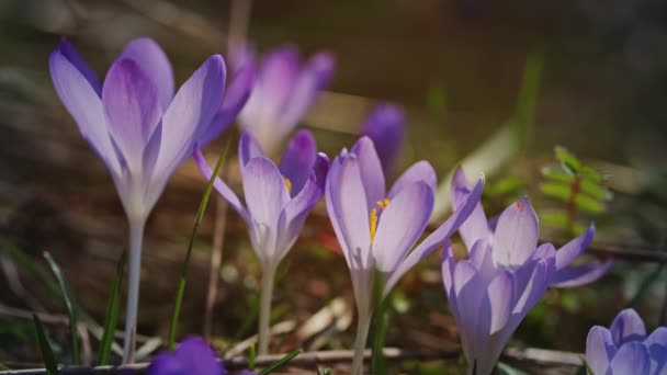 Primavera Close Vista Croquetes Violetas Foco Seletivo Suave Flores Croco — Vídeo de Stock