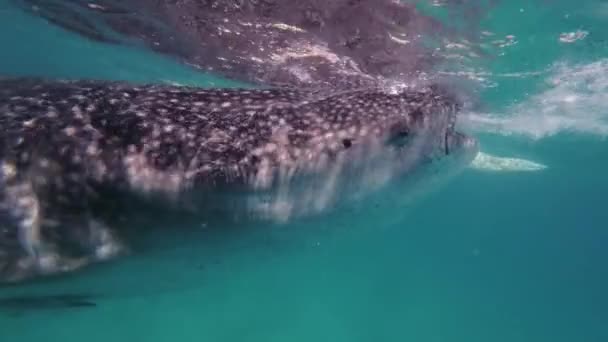 Squalo Balena Che Mangia Mare Enorme Animale Oceanico Sott Acqua — Video Stock