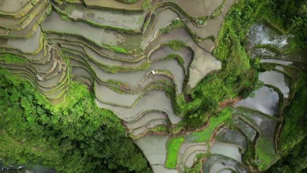 Vista Aérea Superior Dos Pitorescos Terraços Batad Rice Província Ifugao — Vídeo de Stock