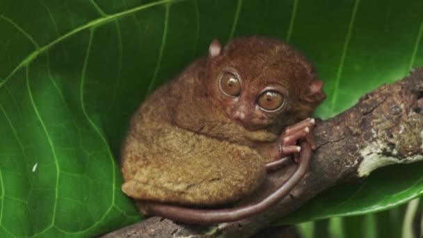 필리핀에서 나무에 Tarsius Syrichta 원숭이 — 비디오