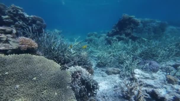 フィリピン島のシュノーケリング スローモーション4Kの熱帯海水中のカラフルなサンゴ礁と魚 — ストック動画