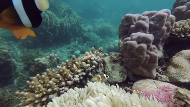 热带海域的父母和子女海葵鱼或小丑鱼和珊瑚礁 — 图库视频影像