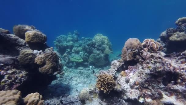 多彩的珊瑚礁和热带海洋中的鱼在水下 在菲律宾岛上浮潜 慢动作4K — 图库视频影像