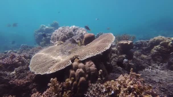 Barriera Corallina Colorata Pesci Mare Tropicale Sott Acqua Snorkeling Sull — Video Stock
