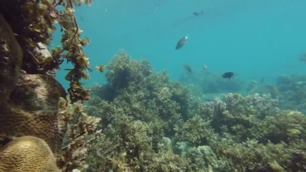 Φύκια Κοραλλιογενείς Ύφαλοι Και Ψάρια Στην Τροπική Θάλασσα Υποβρύχια Snorkeling — Αρχείο Βίντεο