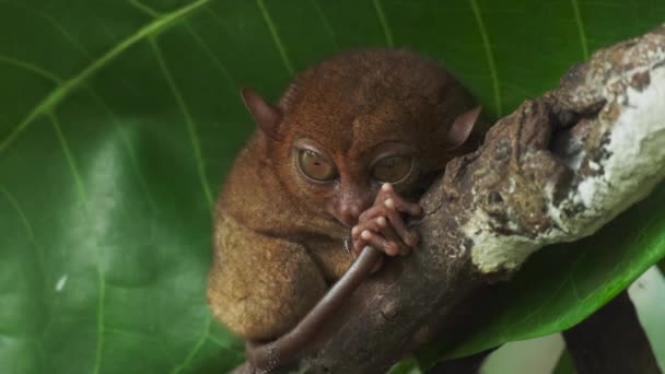 Tarsier Opice Tarsius Syrichta Stromě Přírodním Prostředí Džungle Filipíny Bohol — Stock video