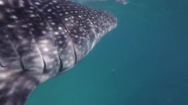 Žralok Velrybí Žere Moři Obrovské Mořské Zvíře Pod Vodou — Stock video