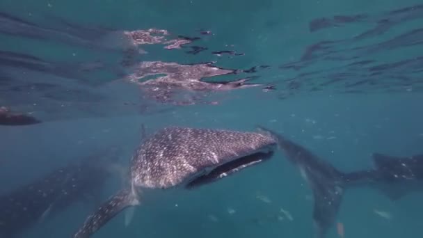 Walvishaaien Eten Zee Gigantisch Oceanisch Dier Onderwater Slow Motion — Stockvideo