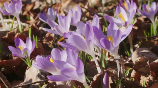 Wiosenny Widok Fioletowe Krokusy Trzmiel Miękkie Selektywne Skupienie Kwitnących Kwiatów — Wideo stockowe