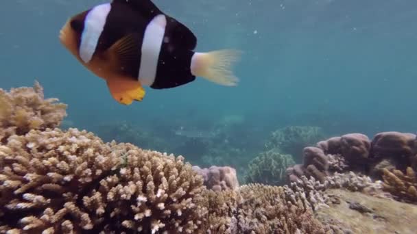 安达曼海一个热带珊瑚礁上的鳕鱼和海葵 — 图库视频影像