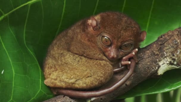 Macaco Tarsier Tarsius Syrichta Árvore Ambiente Selva Natural Filipinas Ilha — Vídeo de Stock