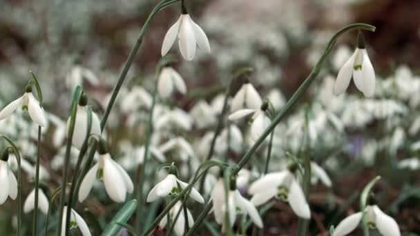 Primeras Hermosas Gotas Nieve Bosque Primavera Galanthus Nivalis Floreciendo — Vídeo de stock