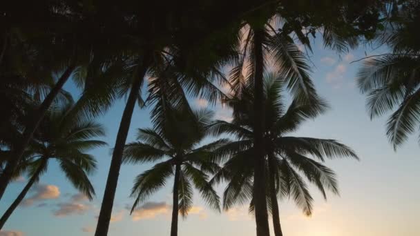 Palme Sagomate Cielo Tramonto Sulla Spiaggia Tropicale — Video Stock