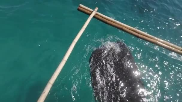 Squalo Balena Nuotare Sotto Barca Enorme Animale Oceanico Sott Acqua — Video Stock