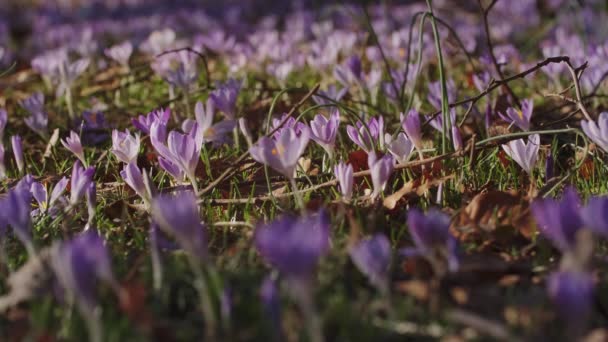 Wiosenny Widok Łąkę Fioletowymi Krokusami Miękkie Selektywne Skupienie Kwitnących Kwiatów — Wideo stockowe