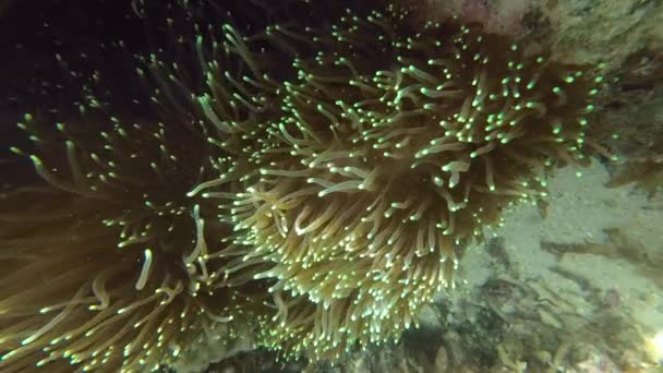 Bloeiende Anemoonplant Koraal Zee Onderwater — Stockvideo