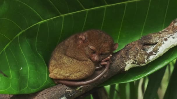 菲律宾 一只名叫Tarsier Monkey Tarsius Syrichta的猴子生活在自然丛林环境中的树上 Bohol岛 — 图库视频影像