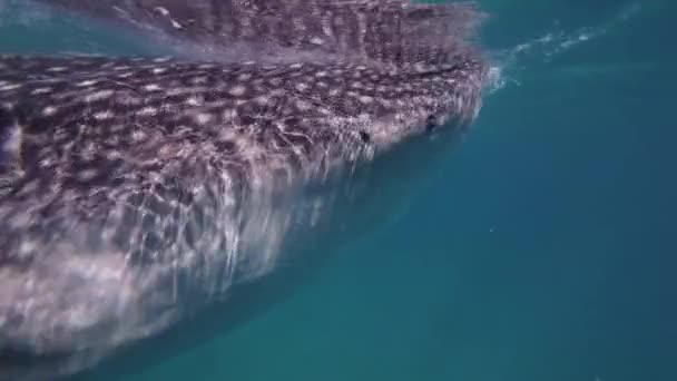 Velrybí Žraloci Jedí Moři Obrovské Oceánské Zvíře Pod Vodou Zpomalený — Stock video