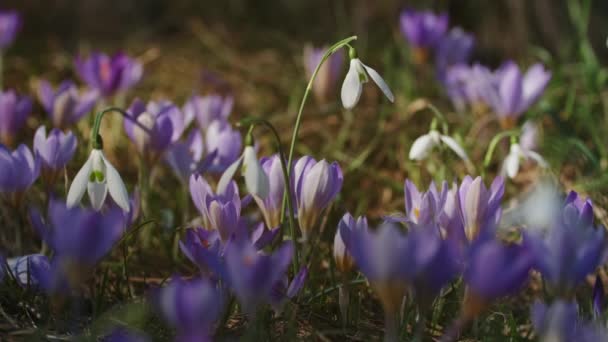 Fleurs Sauvages Printemps Crocus Violet Perce Neige Blanc Fond Naturel — Video